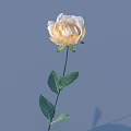 White and Pale Yellow Flower with Green Stem Leaves on Light Blue Background and Shadow