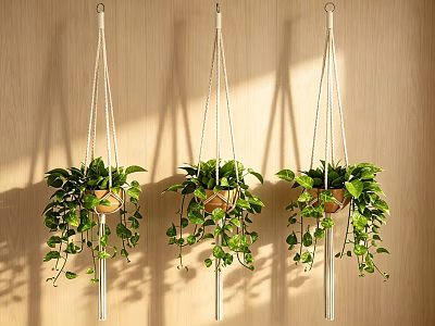 Three Hanging Basket Plants With Green Trailing Leaves On Wooden Wall 3d model