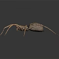 Close Up View Of Spider With Long Thin Legs And Patterned Body On Gray Background