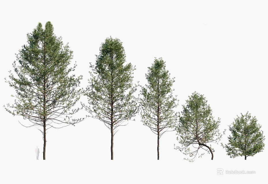 Pine Arbor Trees In Different Heights With Lush Foliage On White Background 3d model