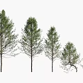 Pine Arbor Trees In Different Heights With Lush Foliage On White Background 3d model