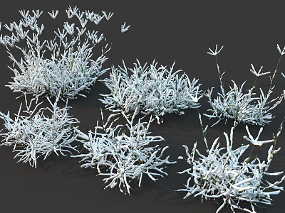 White Frost Covered Flowering Plants With Thin Branches On Dark Background 3d model