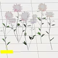 Colorful Pink Purple And Orange Flowers With Green Leaves And Stems