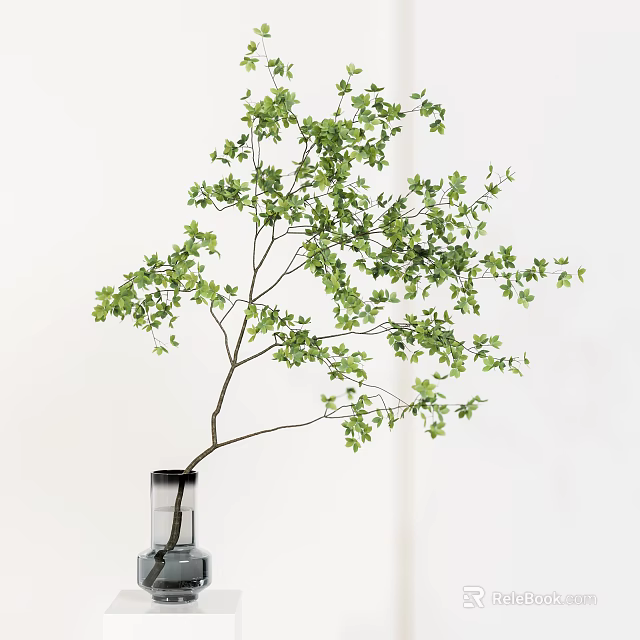 Vibrant Green Leaf Plant in Transparent Glass Vase on White Background 3d model 