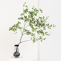 Vibrant Green Leaf Plant in Transparent Glass Vase on White Background