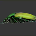 Shiny Green And Yellow Beetle With Glossy Body On Dark Background