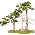 Three Tall Arbor Trees With Green Canopies And Textured Trunks On Lush Grass Base
