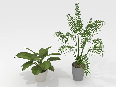 Home Decorative Green Plants with Wide Leaves and Long Fronds in White and Gray Pots 3d model