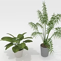Home Decorative Green Plants with Wide Leaves and Long Fronds in White and Gray Pots