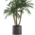 Potted Palm Plants With Lush Green Leaves And Brown Trunks In Black Pot