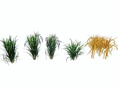 Garden Landscape Featuring Diverse Green And Golden Ornamental Grasses 3d model
