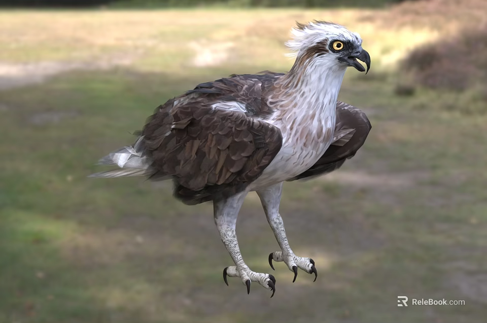 Brown And White Eagle With Yellow Eyes And Sharp Talons Standing On Grassland 3d model 