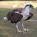 Brown And White Eagle With Yellow Eyes And Sharp Talons Standing On Grassland