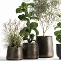 Various Leafy Potted Plants in Stylish Dark Ceramic Pots for Home Decor