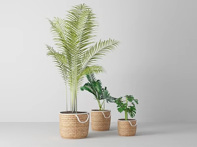 Indoor Green Potted Plants In Woven Baskets Various Sizes Home Decor 3d model