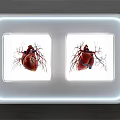 White Lighted Edge Plate Decoration Showcasing Two Square Heart Anatomy Illustrations