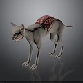 Hairless Cat With Red Fleshy Back Structure And Yellow Menacing Eyes