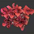 Vibrant Red Leaf Plant in Terracotta Pot with White Pebbles Decoration