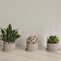 Plant Combination With Green Leafy And Succulent Plants In Concrete Pots Against Light Colored Wall