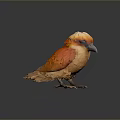 Vibrant Orange and Yellow Bird with White Head Feathers Standing on Dark Reflective Surface