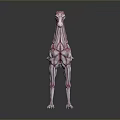 Skinny Horse Like Game Movie Character With Red White Muscle Texture And Skeletal Features
