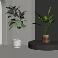 Modern Indoor Potted Plants With Green Leaves In Stylish Ceramic Wooden Planters On Minimalist Stands