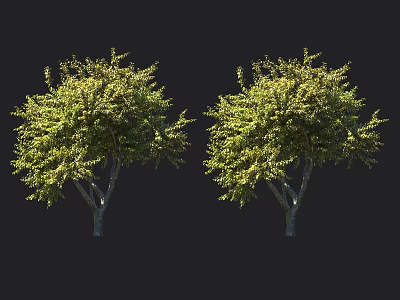 Two Arbor Trees With Lush Green Foliage And Natural Trunk Structure 3d model