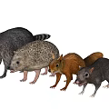 Diverse Reptile Species Arranged In A Row Against Black Background