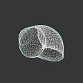 Brown Spiral Snail Shell With Textured Surface Isolated On Dark Background 3d model