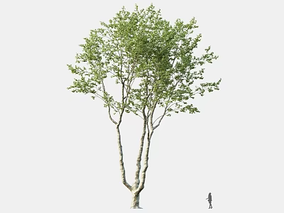 Tall Arbor with Green Leaves and White Trunk Showing Size Comparison with Person Nearby 3d model