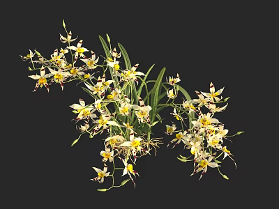 Beautiful Orchids With White And Yellow Blooms And Green Leaves 3d model