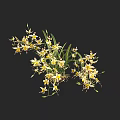 Beautiful Orchids With White And Yellow Blooms And Green Leaves