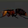 Realistic Wasp With Orange Wings Red Body And Black Abdomen Detailed Closeup