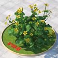 Caltha Palustris Potted Plant With Yellow Flowers And Green Leaves On Round Green Base