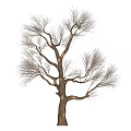 Tall Leafless Deciduous Tree With Spreading Branches Thick Trunk And Shadow On Ground