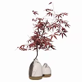 Indoor Bonsai Plant with Red Leaves in White Ceramic Pots for Home Decor