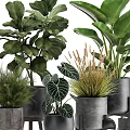 Various Green Potted Houseplants With Large Patterned Leaves In Gray Concrete Pots On Stands