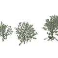 Olive Tree 3d model