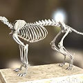 Detailed Animal Skeleton Display Featuring Anatomical Structure On Marble Base 3d model