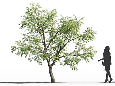 Tall Arbor With Green Leaves And Female Silhouette Walking Beside 3d model