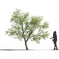 Tall Arbor With Green Leaves And Female Silhouette Walking Beside