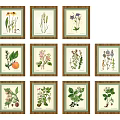 Framed Botanical Prints Collection Featuring Various Plants Herbs And Fruits