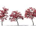 Three Trees with Lush Red Leaves and Graceful Branches Against White Background 3d model