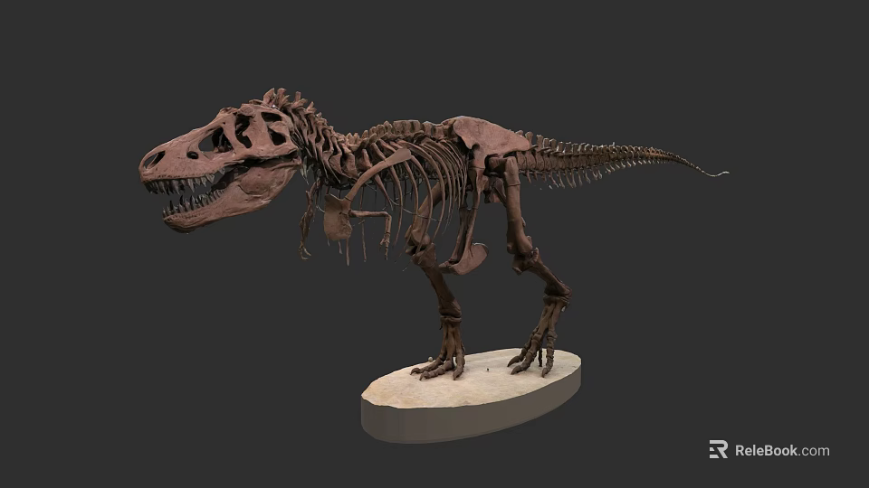 Ancient Reptile Dinosaur Skeleton Display on Museum Base with Detailed Bones 3d model 