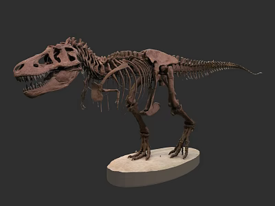Ancient Reptile Dinosaur Skeleton Display on Museum Base with Detailed Bones 3d model