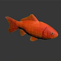 Vibrant Red Goldfish Swimming Gracefully on Dark Background with Clear Reflection 3d model