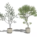 Two Potted Bonsai Trees in White Ceramic Pots with Dark and Fresh Green Foliage