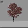 Japanese Maple Tree With Stunning Red Feathery Leaves And Elegant Shape