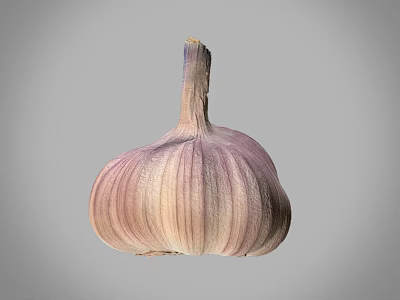 Fresh Garlic Bulb With Purple And White Stripes On Gray Background 3d model