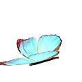 Vibrant Blue Butterfly with Red Edged Wings Isolated on Black Background